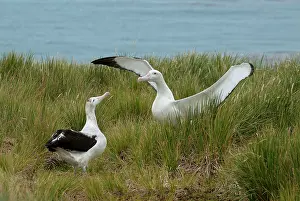 Wandering: Wandering Albatross
