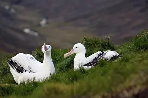 Wandering: Wandering Albatross