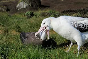 Wandering: Wandering Albatross