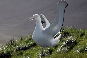 Wandering: Wandering Albatross