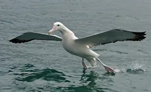 Wandering: Wandering Albatross