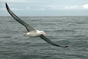Wandering: Wandering Albatross