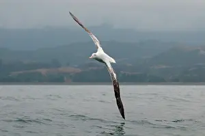 Wandering: Wandering Albatross