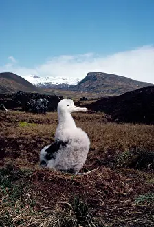 Exulans: Wandering Albatross - chick at nest