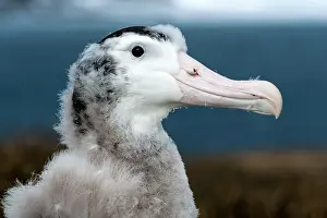 Bills: Wandering Albatross chick side portrait