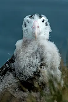 Wandering: Wandering Albatross chick portrait