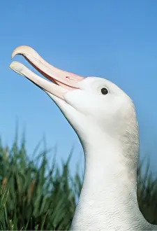 Wandering: WANDERING ALBATROSS - close-up of head