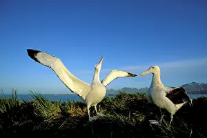 Exulans: Wandering Albatross - Courtship display