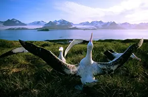 Exulans: Wandering Albatross - courtship display