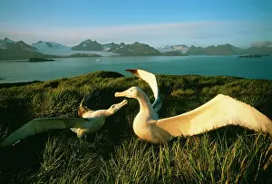 Exulans: Wandering ALBATROSS - courtship display, with wings