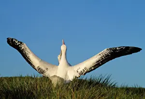 Exulans: Wandering Albatross - courtship - wings outstretched