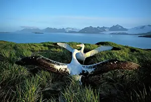 Exulans: Wandering albatross (Diomedea exulans) courtship display