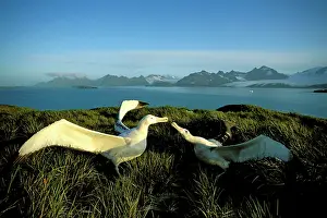 Exulans: Wandering albatross (Diomedea exulans) courtship display