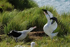 Exulans: Wandering Albatross - displaying