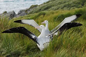 Exulans: Wandering Albatross - displaying