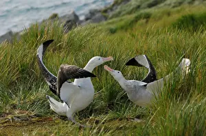 Exulans: Wandering Albatross - displaying
