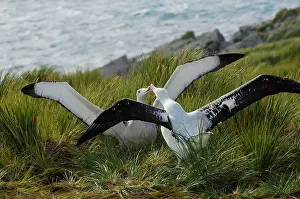 Exulans: Wandering Albatross - displaying