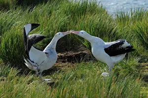 Exulans: Wandering Albatross displaying