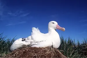 Wandering: WANDERING ALBATROSS - female on nest