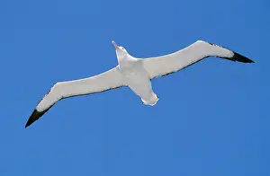 Exulans: WANDERING ALBATROSS - in flight