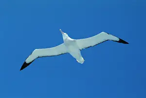 Exulans: Wandering ALBATROSS - in flight
