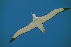 Exulans: Wandering Albatross - in flight