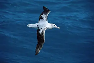 Exulans: Wandering Albatross - In flight