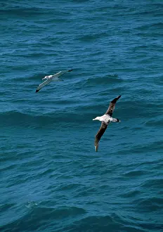 Exulans: Wandering Albatross - in flight
