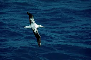 Exulans: Wandering Albatross - in flight