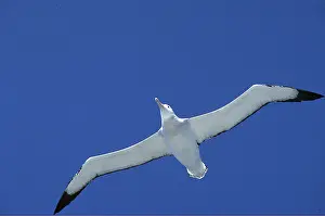 Wandering: WANDERING ALBATROSS - in flight