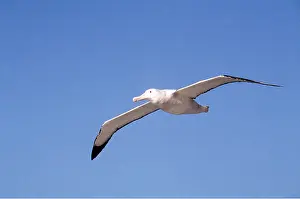 Wandering: WANDERING ALBATROSS - in flight