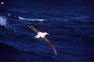 Wandering: WANDERING ALBATROSS - in flight over sea