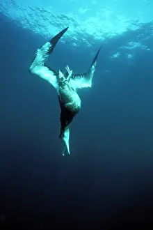 Victims: Wandering albatross - hooked on oriental longline