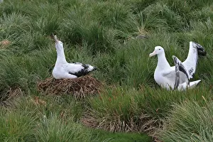 Exulans: Wandering Albatross - at nest