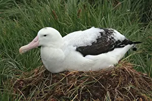 Exulans: Wandering Albatross - on nest