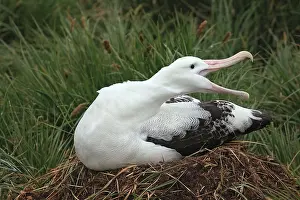 Exulans: Wandering Albatross - on nest