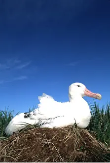 Wandering: WANDERING ALBATROSS - on nest