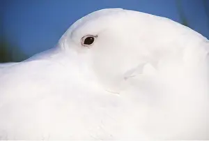Wandering: Wandering ALBATROSS - on nest close-up of head tucked