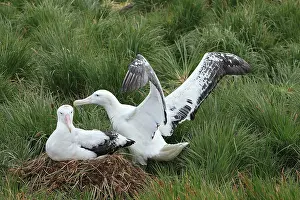 Exulans: Wandering Albatross - at nest - Prion Island