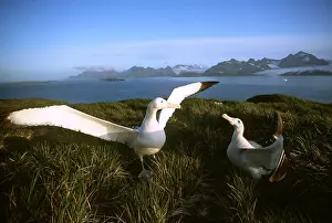 Wandering: Wandering ALBATROSS pair in courtship display