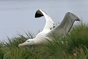 Exulans: Wandering Albatross - Prion Island