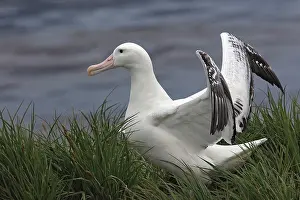 Exulans: Wandering Albatross - Prion Island