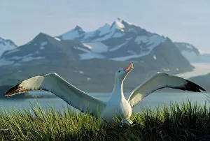 Exulans: WANDERING ALBATROSS - stretching wings as part