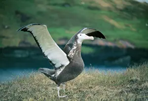 Exulans: Wandering Albatross - Young, flapping wings learning to fly