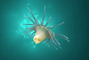 Auscape International: A Wandering anemone - usually attach themselves