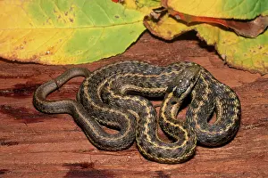 Wandering: Wandering Garter Snake