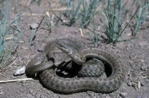 Wandering: Wandering Garter Snake
