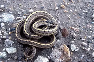 Wandering: Wandering Garter Snake