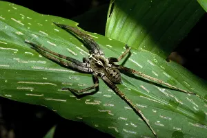 Armed: Wandering Spider