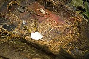 Armed: Wandering Spider & Eggs